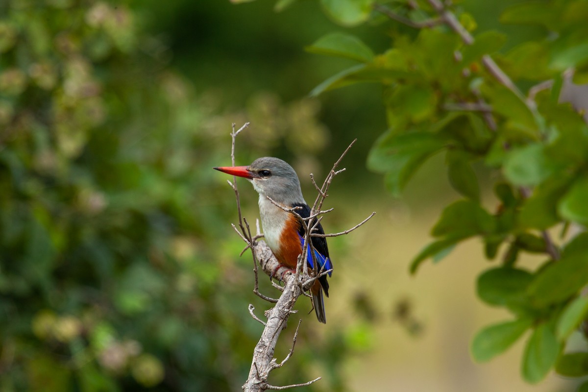 Gray-headed Kingfisher - James Duncan-Anderson