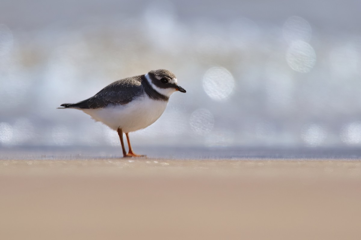 Common Ringed Plover - ML480137261