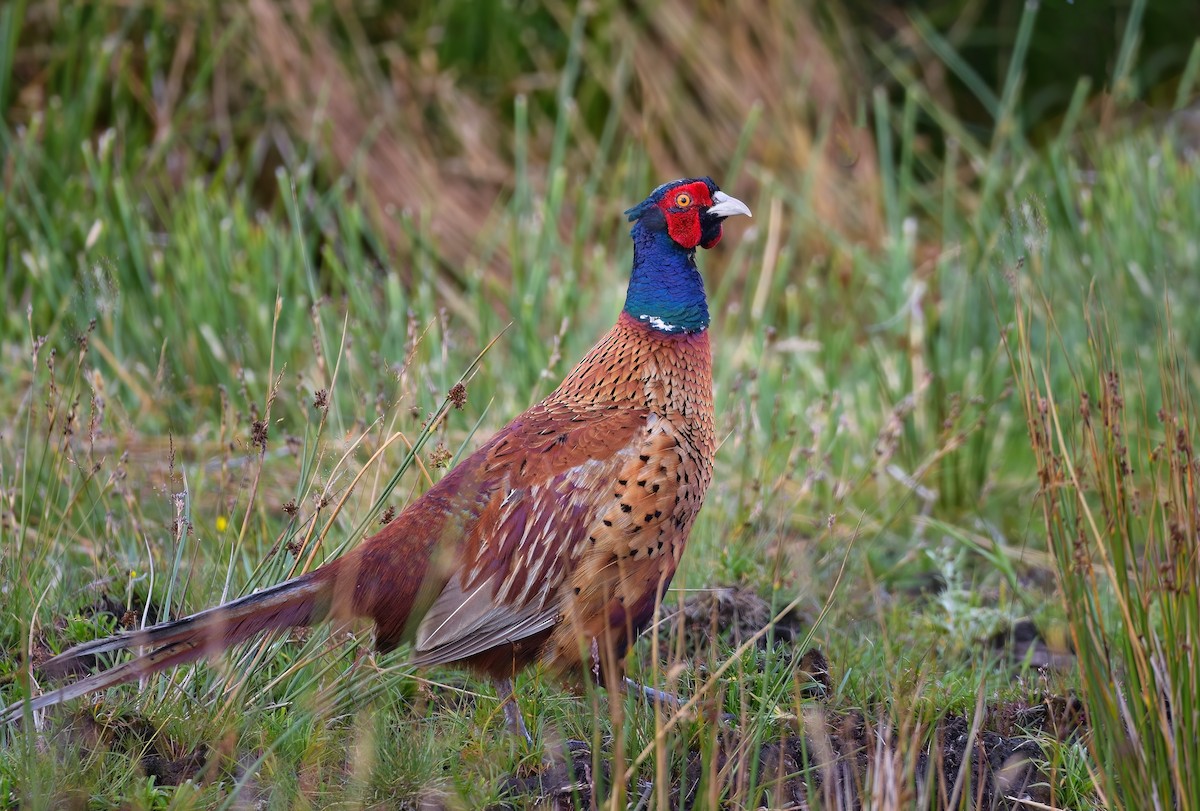 Ring-necked Pheasant - Victor & Sophie