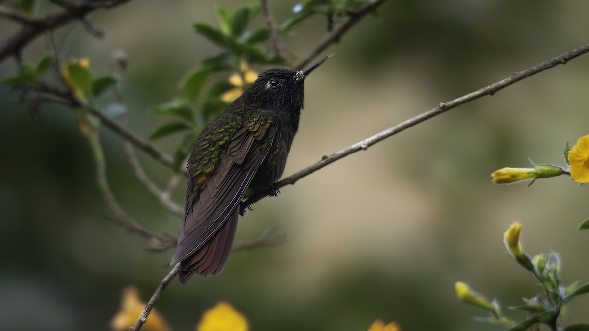 kolibřík dřišťálový (ssp. oreopola) - ML480137481