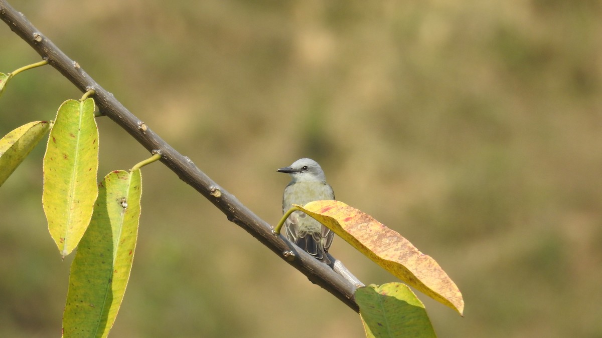 Tropical Kingbird - ML480137521