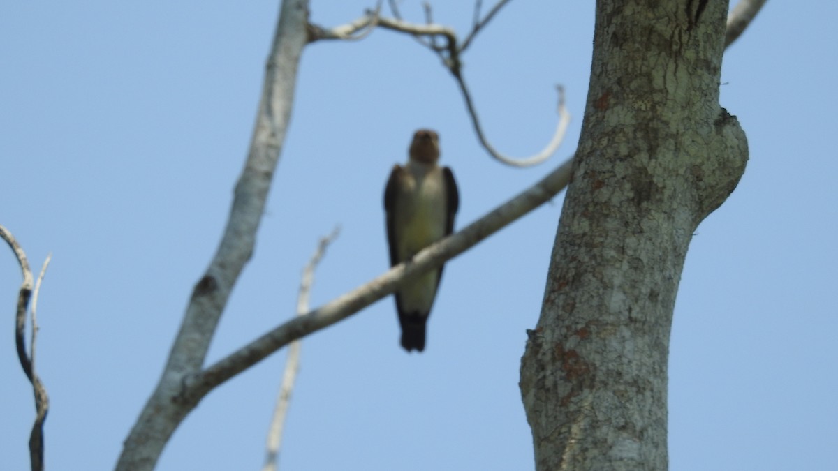 Southern Rough-winged Swallow - ML480137541
