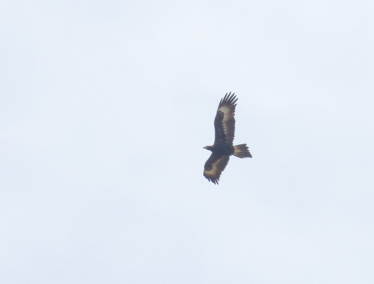 Wedge-tailed Eagle - ML480137821