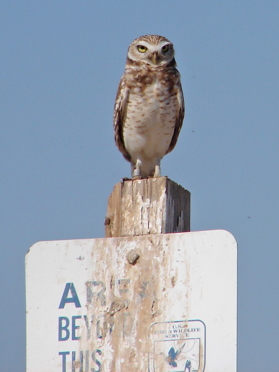 Burrowing Owl - Mark D. Read