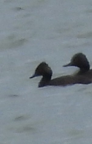 Eared Grebe - ML480139611