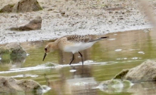 Baird's Sandpiper - ML480139681