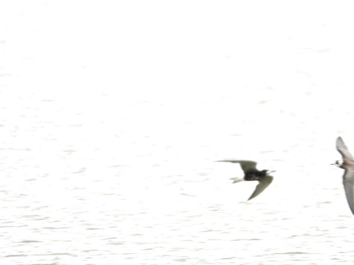 Black Tern - ML480139731