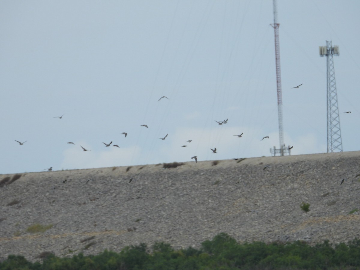 Black Tern - ML480139741