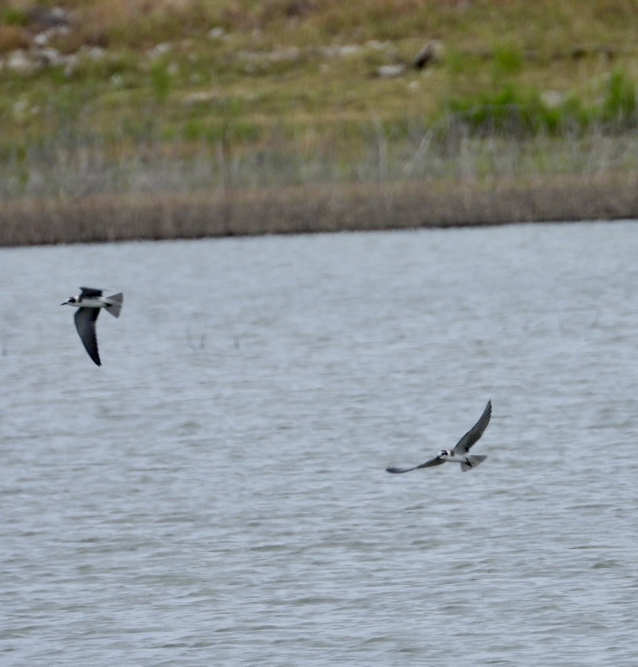 Black Tern - Christopher Daniels