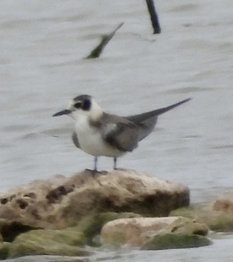 Black Tern - Christopher Daniels