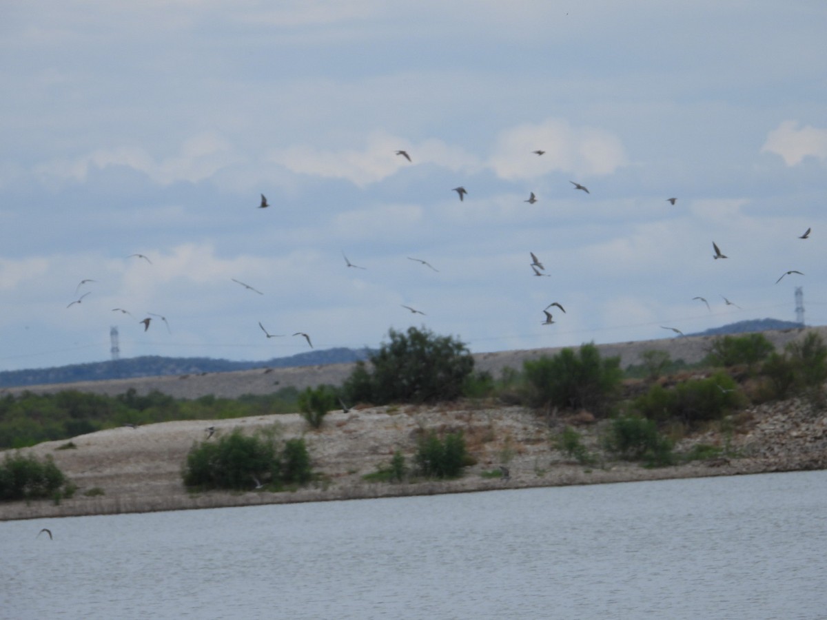 Black Tern - ML480139771