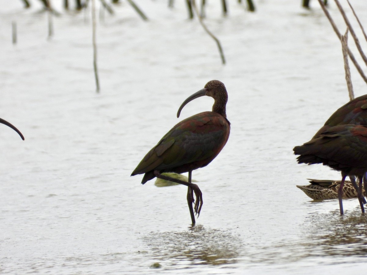 ibis americký - ML480139851
