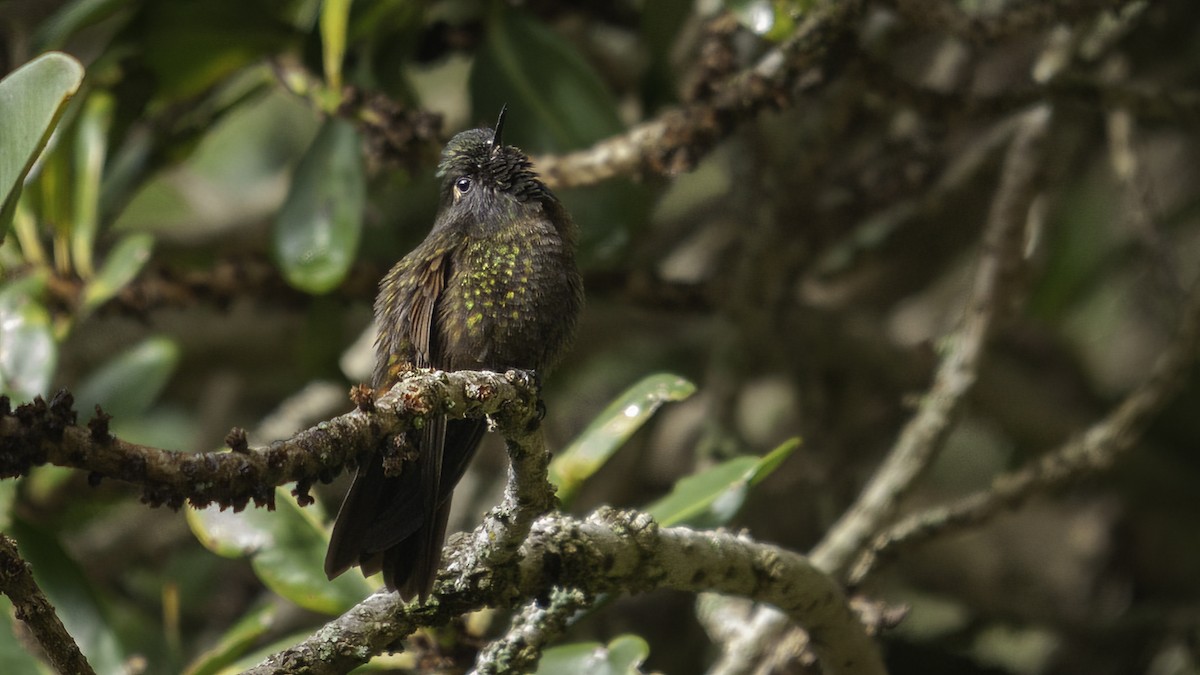 kolibřík dřišťálový (ssp. oreopola) - ML480139961
