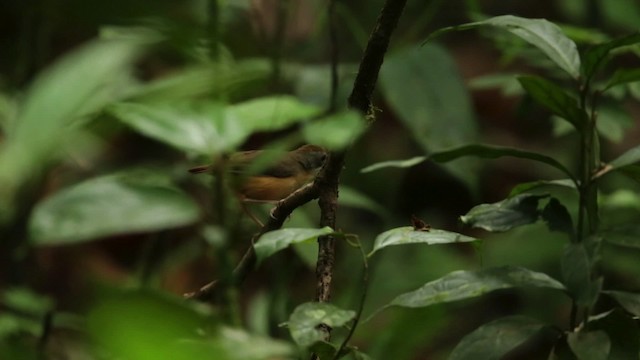 Short-tailed Babbler - ML480140