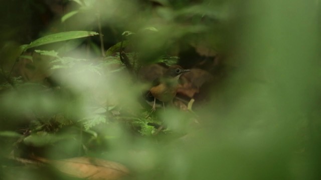 Short-tailed Babbler - ML480141