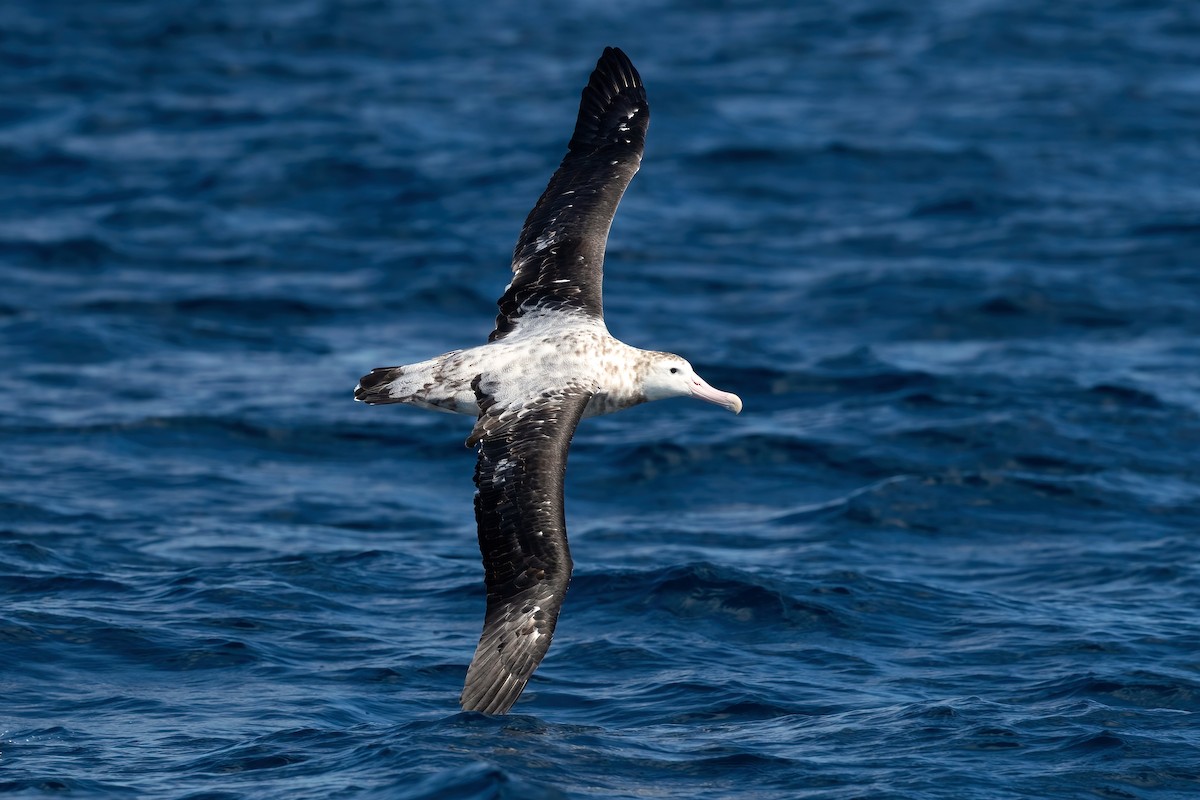 Snowy/Tristan/Antipodean Albatross - David Irving