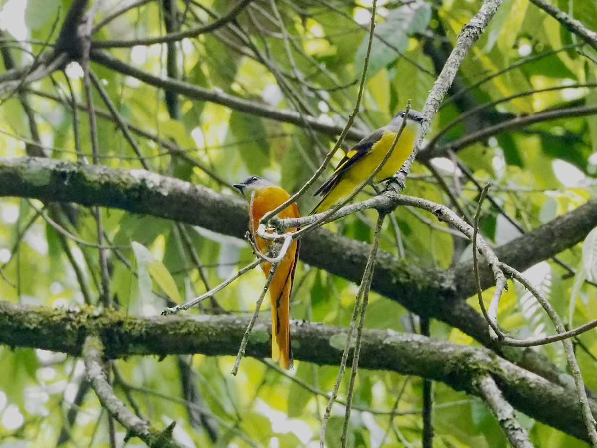 Minivet mandarin (groupe solaris) - ML480141761