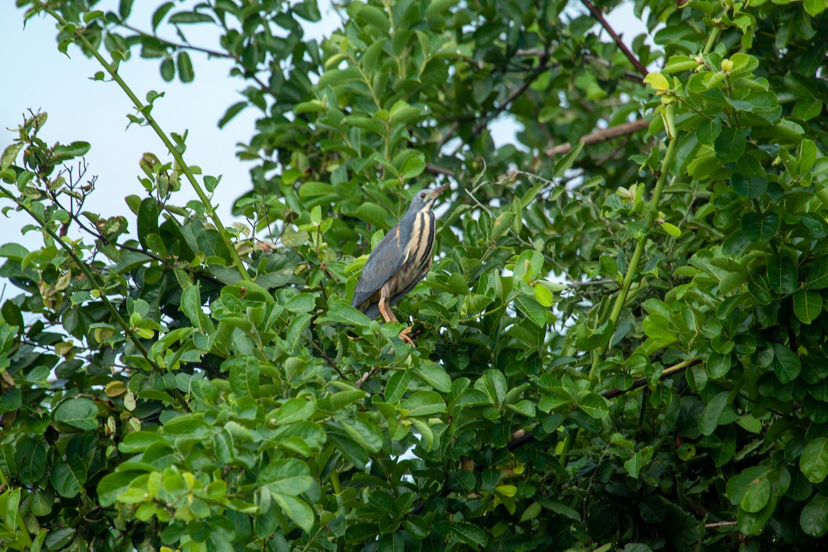 Dwarf Bittern - ML480142331