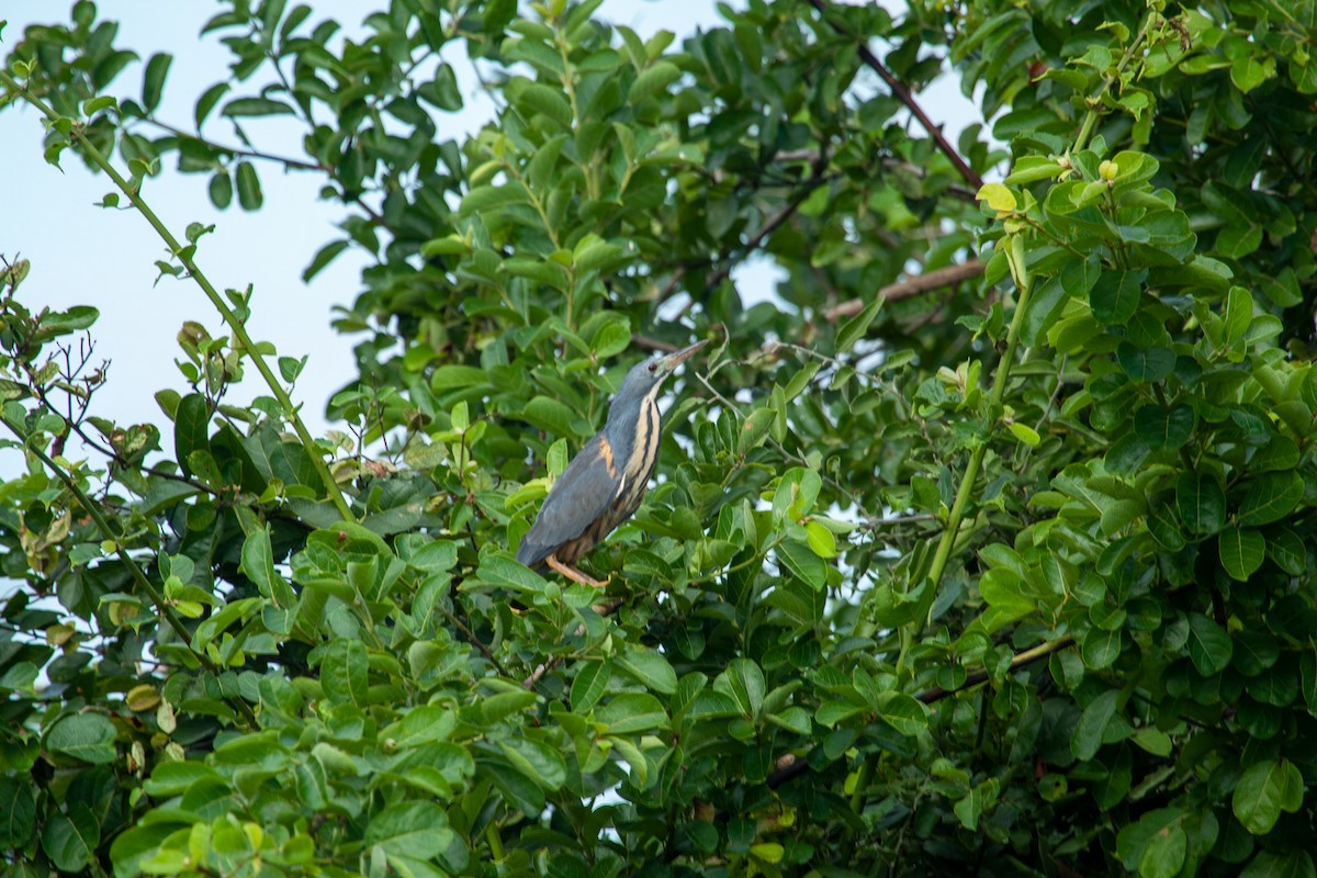 Dwarf Bittern - James Duncan-Anderson