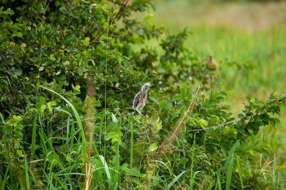 Dwarf Bittern - James Duncan-Anderson