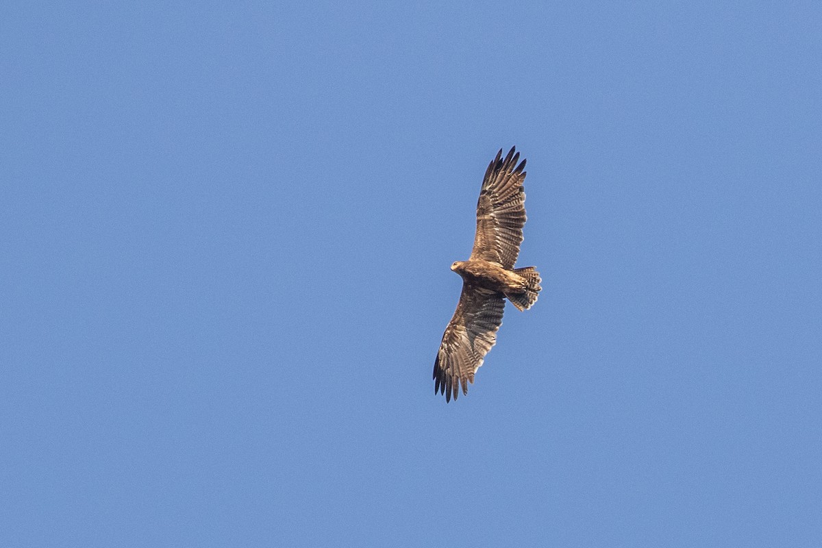 Lesser Spotted Eagle - Dorna Mojab