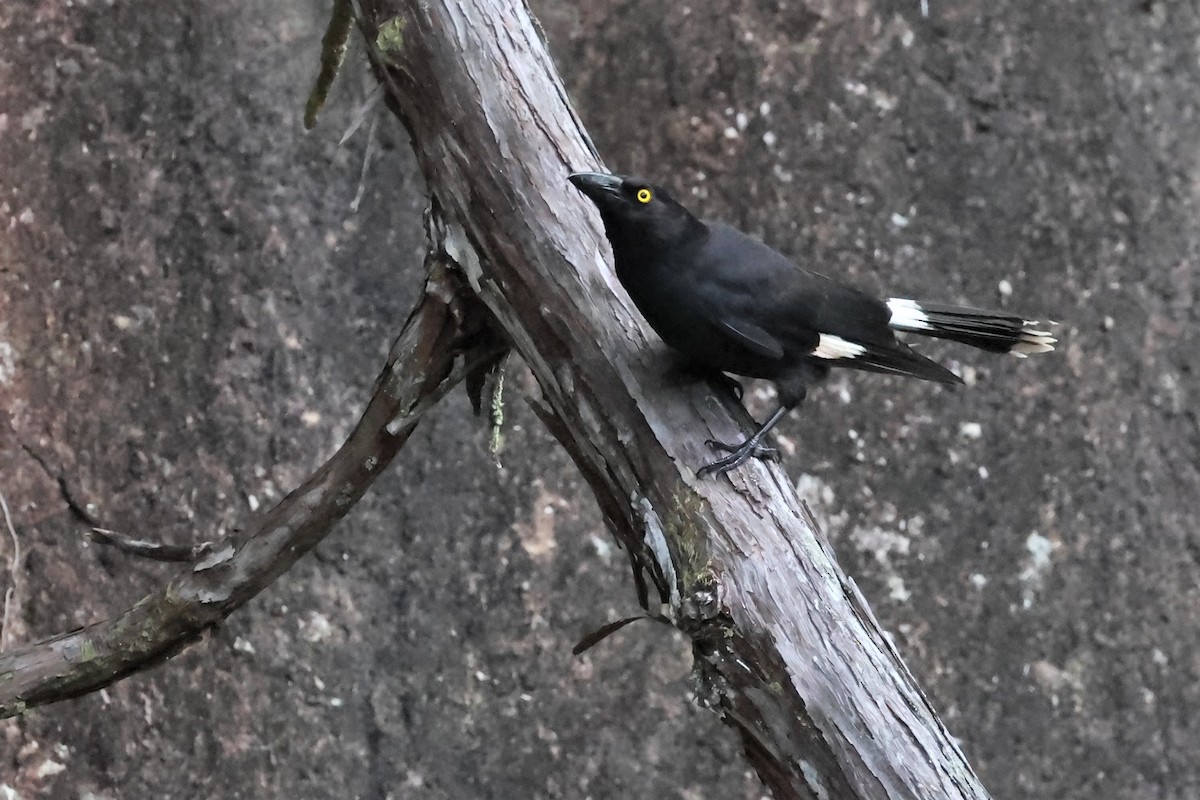 Pied Currawong - ML480142431