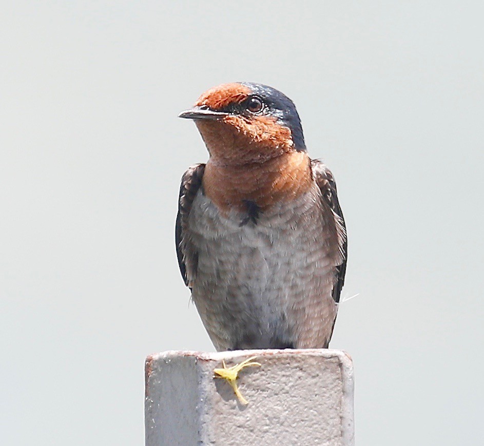 Pacific Swallow - Mark  Hogarth