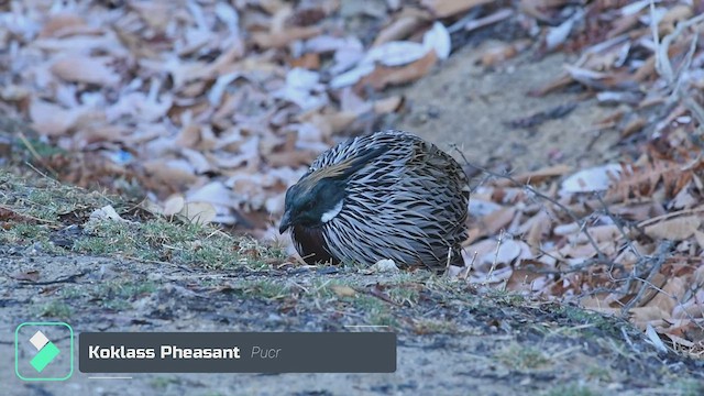 Koklass Pheasant - ML480142881