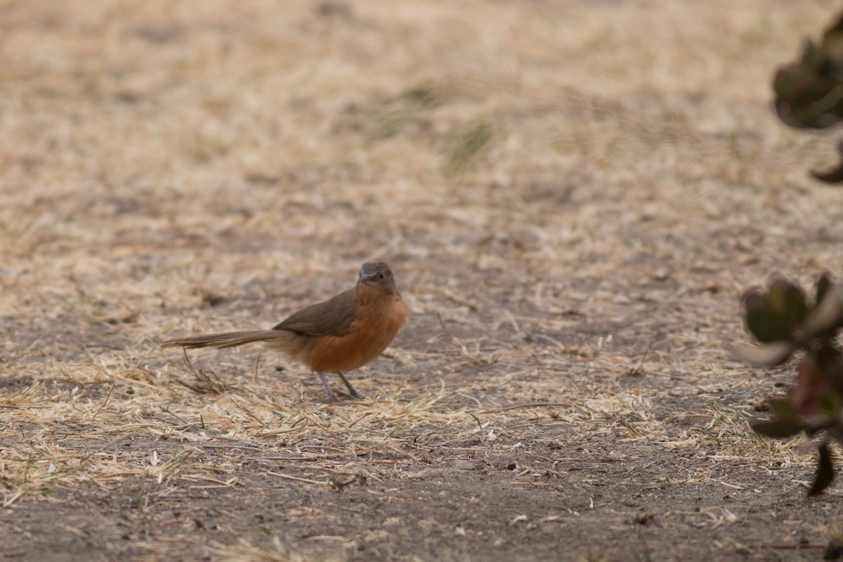 Rufous Chatterer - ML48014291