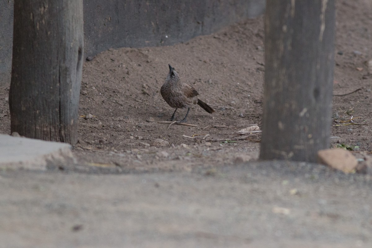 Black-lored Babbler - ML48014371