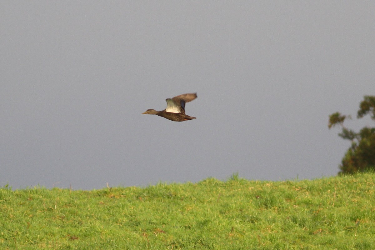 American Black Duck - ML480144221