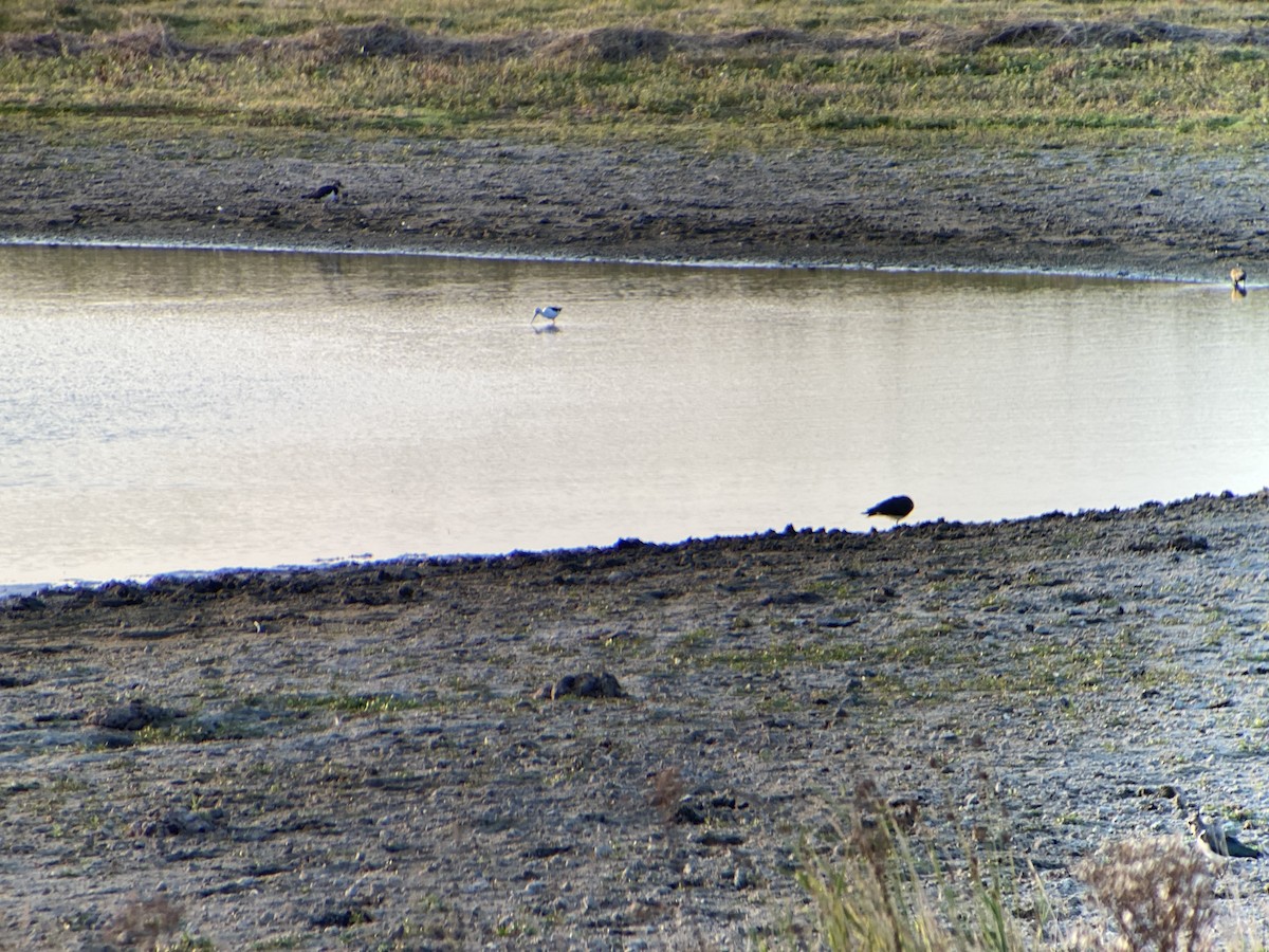 Black-winged Stilt - ML480145261