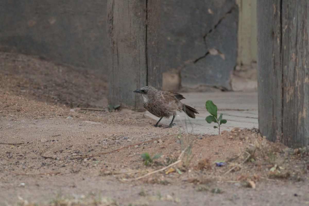Black-lored Babbler - ML48014551