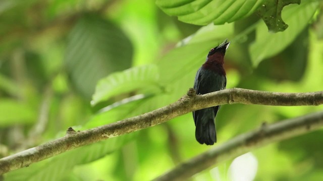 Maroon-breasted Philentoma - ML480146