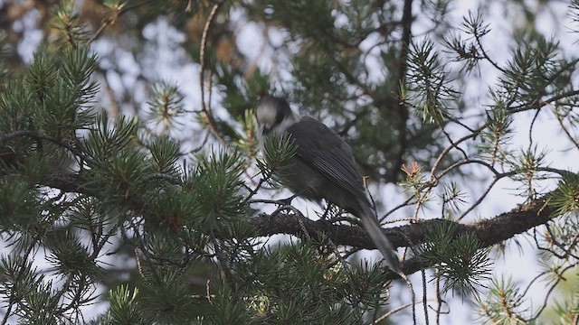 Canada Jay - ML480147311