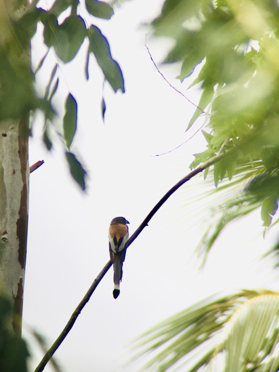 Rufous Treepie - ML480147371