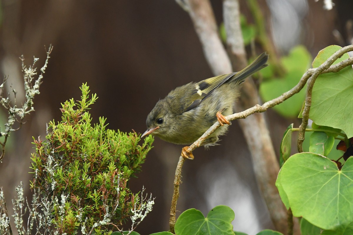 Goldcrest (Western Azores) - ML480149841