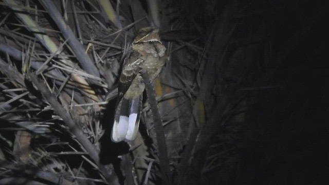 Jerdon's Nightjar - ML480151461