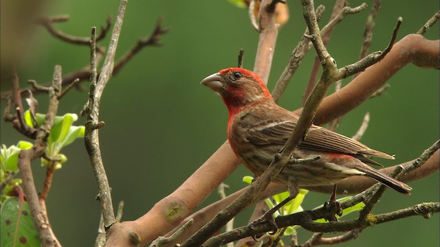 House Finch - ML480154