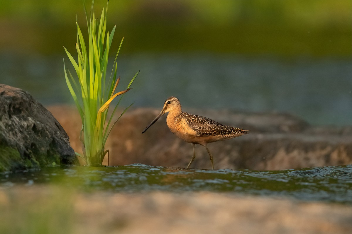 Long-billed Dowitcher - ML480154071