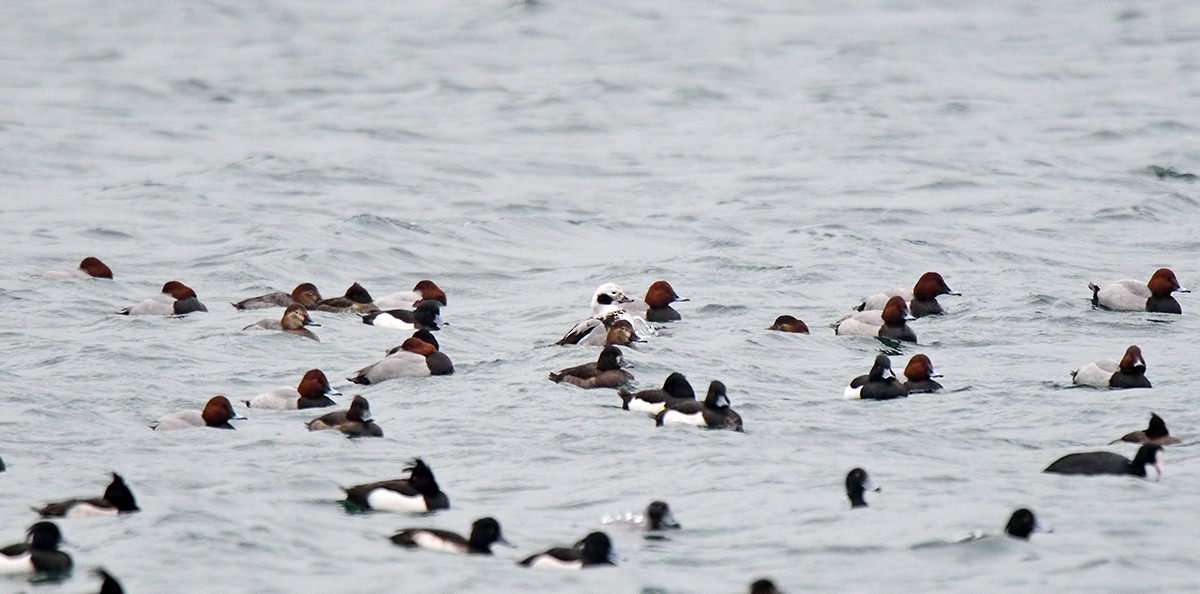 Long-tailed Duck - ML48015441