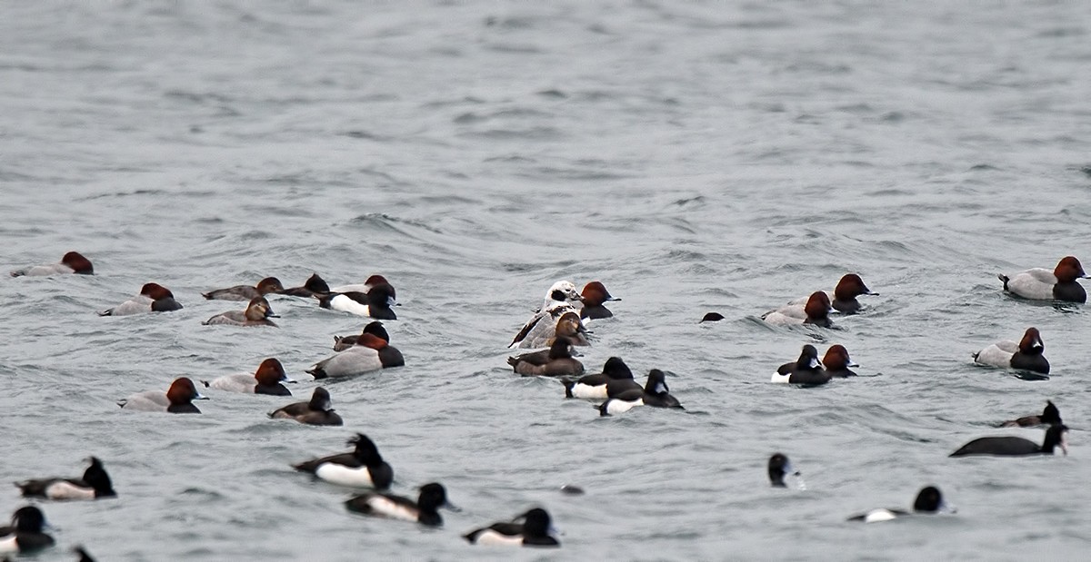 Long-tailed Duck - ML48015451