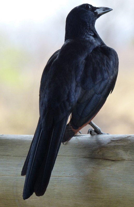 Red-winged Starling - ML48015481