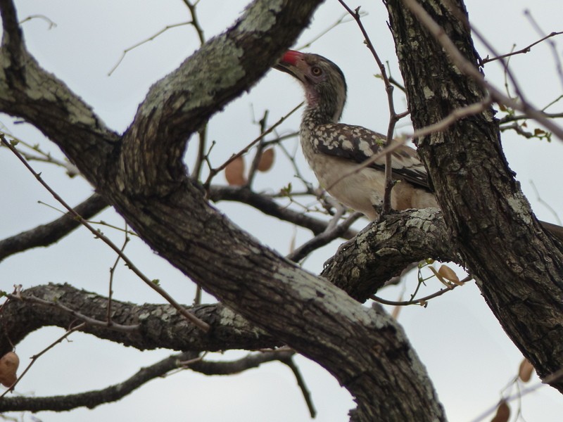 Southern Red-billed Hornbill - ML48015541