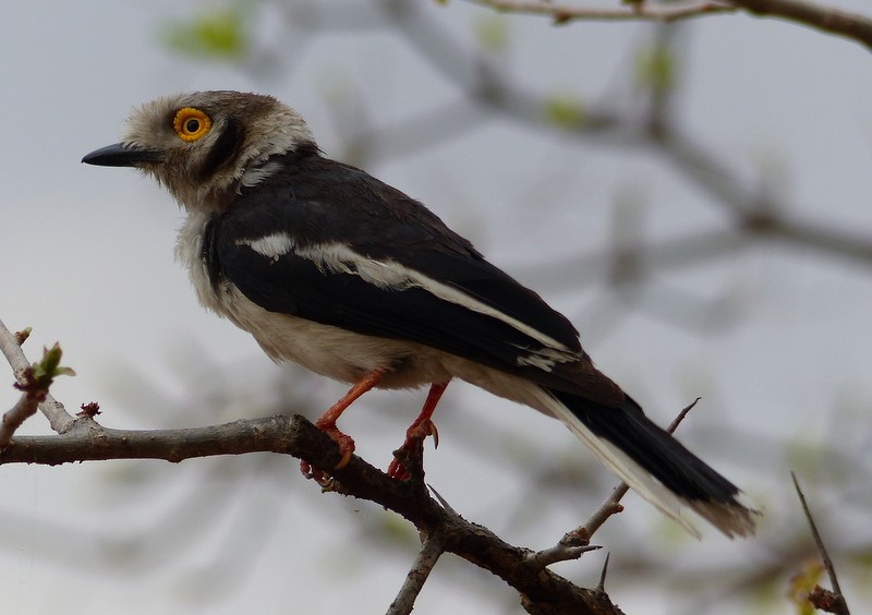 White Helmetshrike - ML48015591