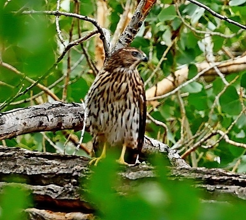 Cooper's Hawk - ML480156181