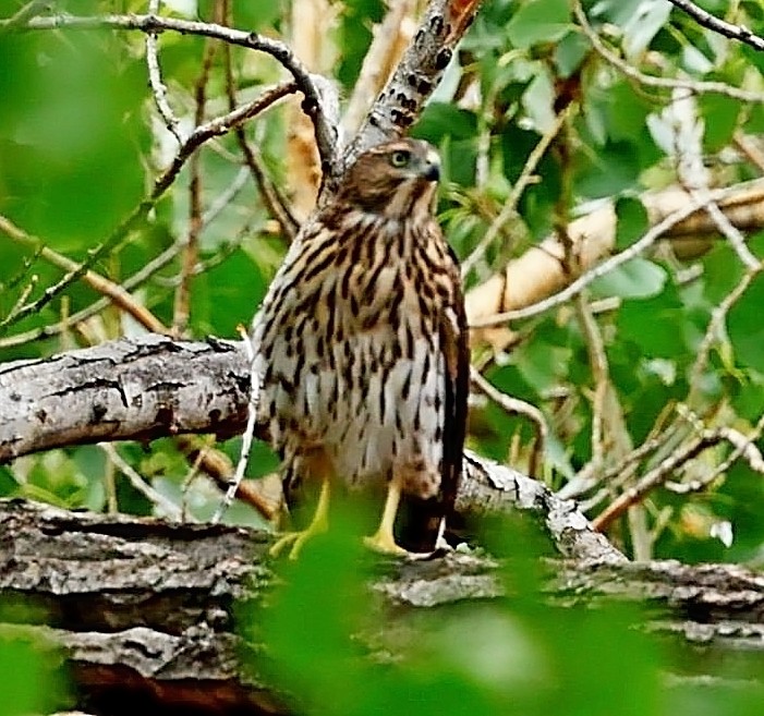 Cooper's Hawk - ML480156191