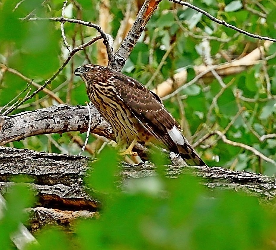 Cooper's Hawk - ML480156201