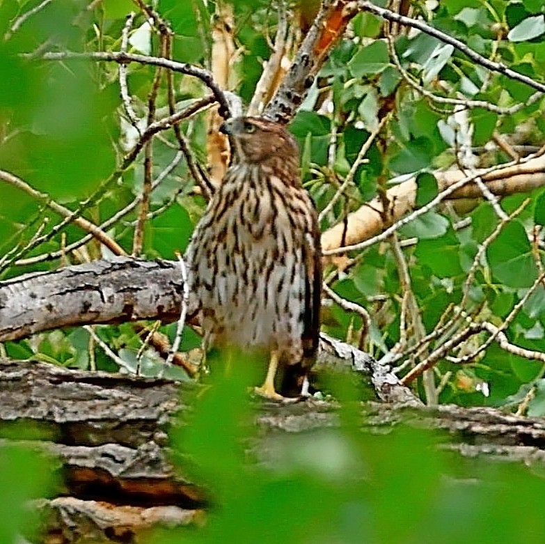 Cooper's Hawk - ML480156211