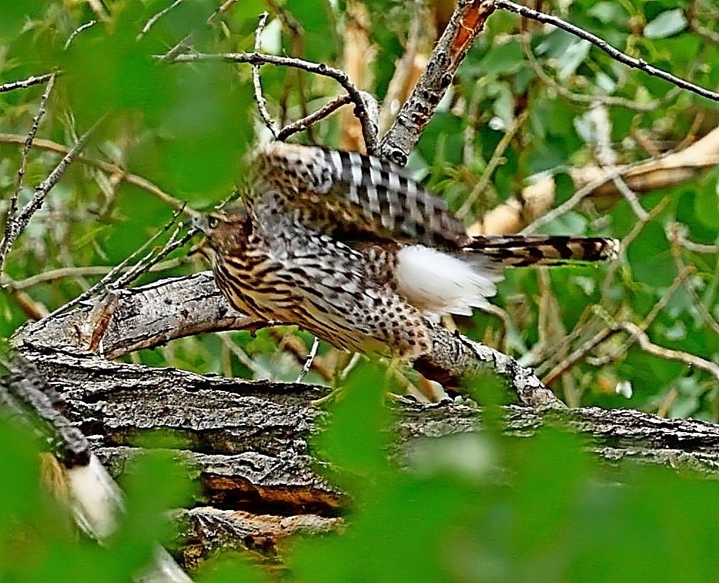 Cooper's Hawk - ML480156221